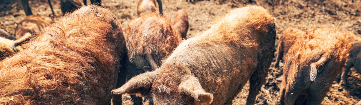 Pigs in a clean barn — natural swine health from Southland Organics