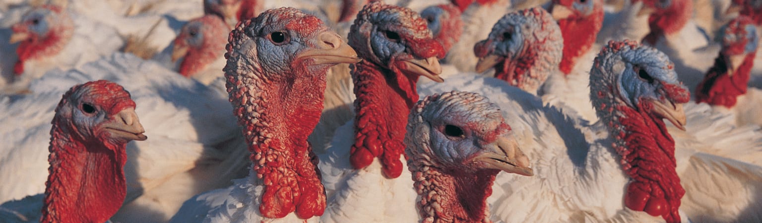 Commercial turkey production facility