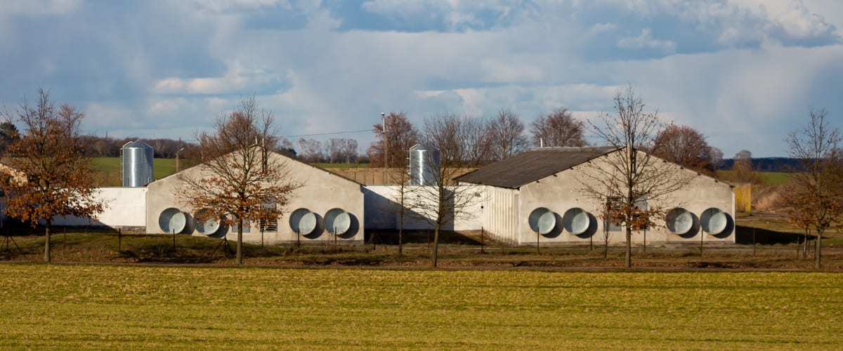 Commercial poultry houses under open sky — Southland Organics serves broiler, turkey, game bird, and backyard operations