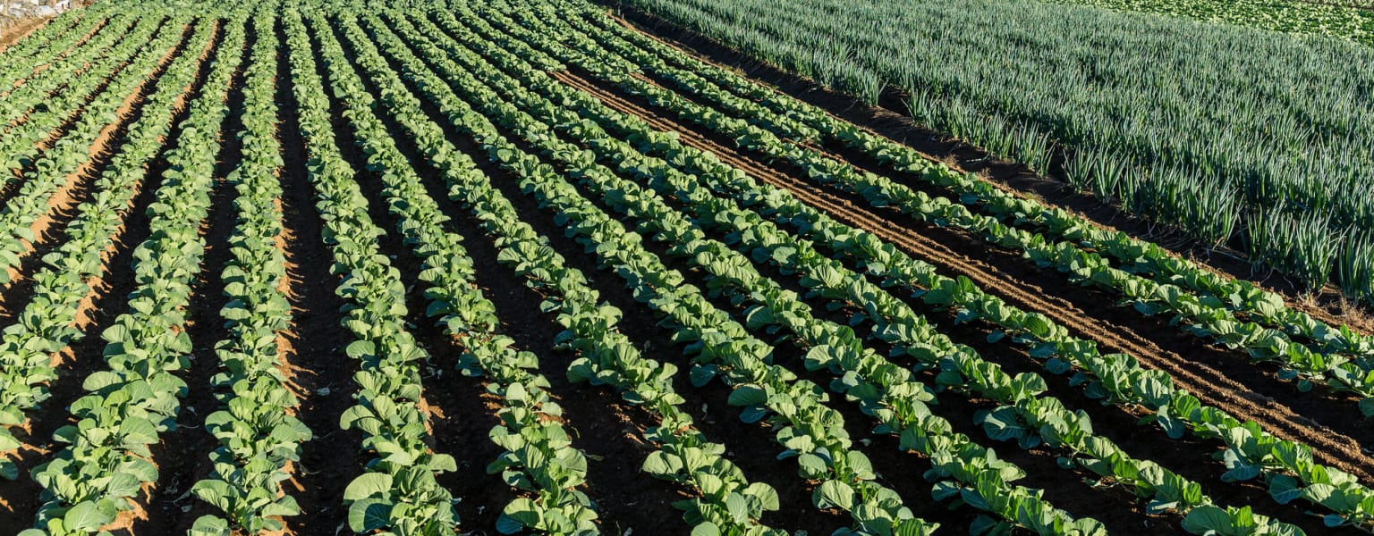 Healthy row crop field grown with organic soil amendments
