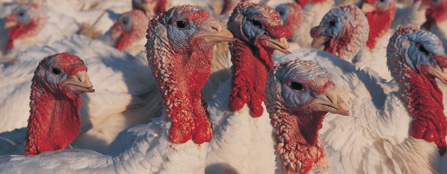 Commercial turkey house — healthy turkeys in production environment