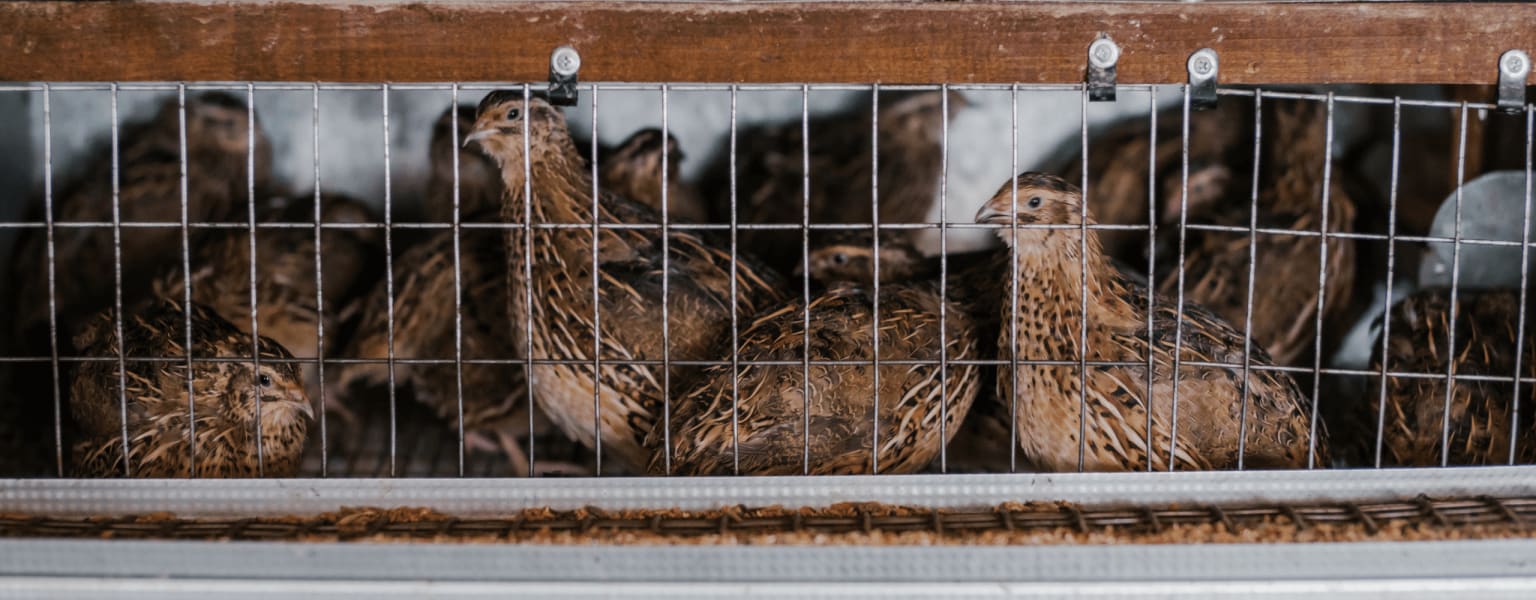 Bobwhite quail in flight pens — game bird operation