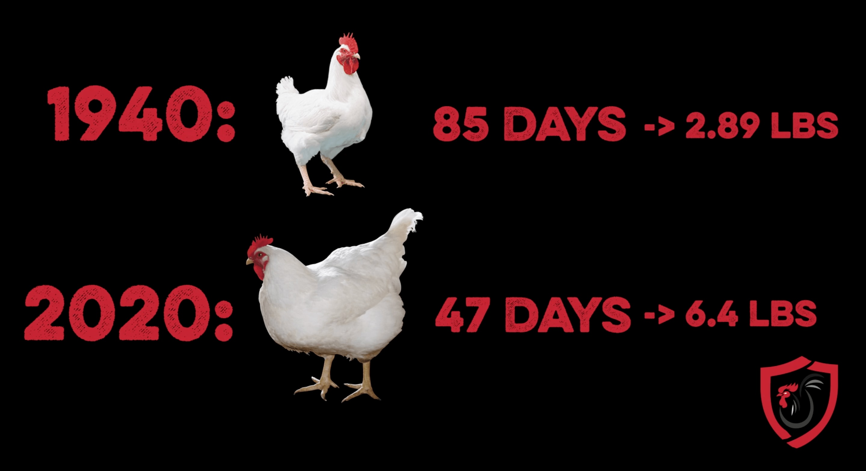 genetic engineering in chicken
