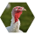 Turkey icon
