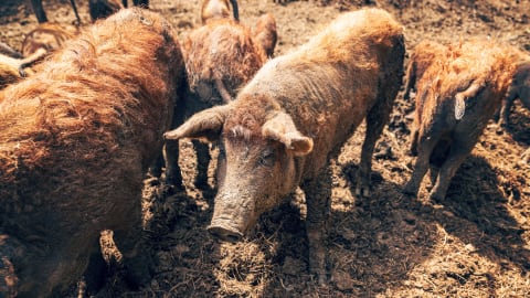 Waste treatment, septic, and lagoon solutions