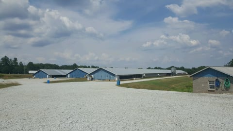 Commercial broiler farm — poultry programs