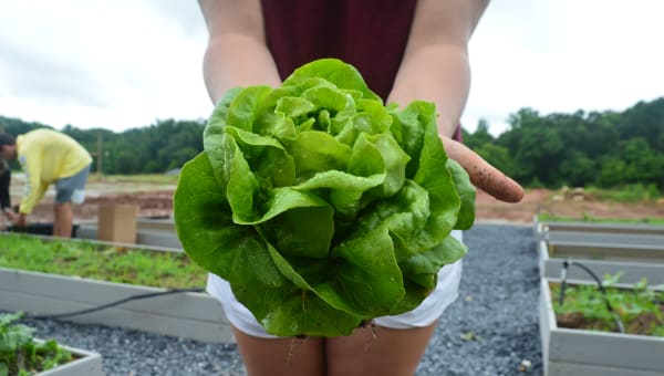 Building Soil Biology in Farm Fields: A Practical Guide for Row Crop and Pasture Operations