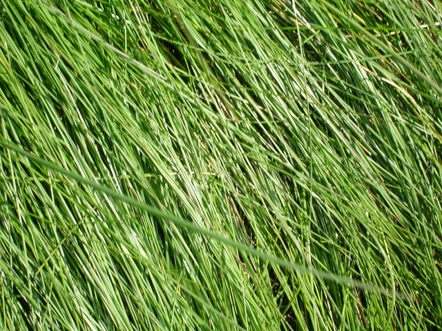 Red fescue for hillside erosion control