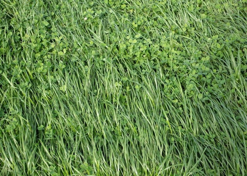 Annual ryegrass for fast erosion control