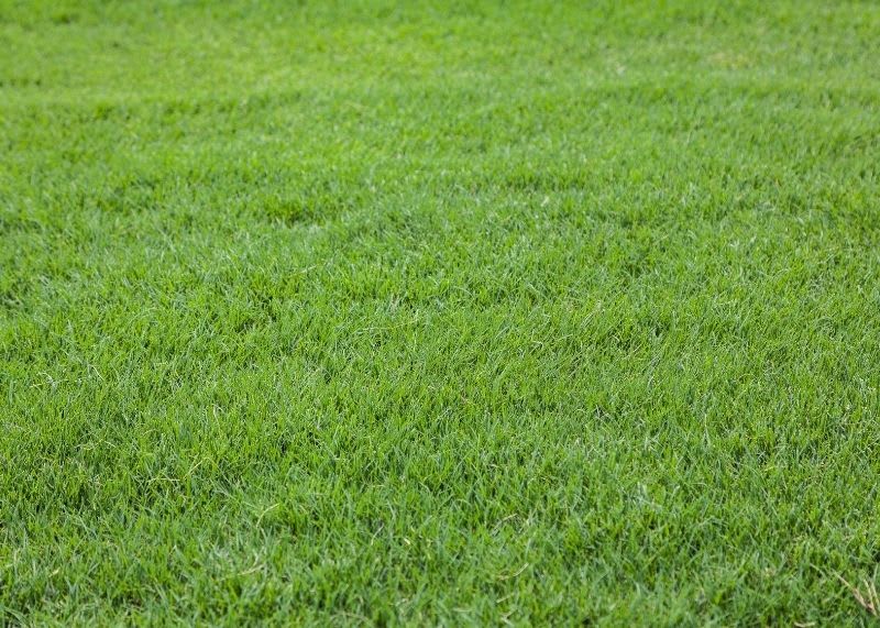 Bermuda grass for southern erosion control