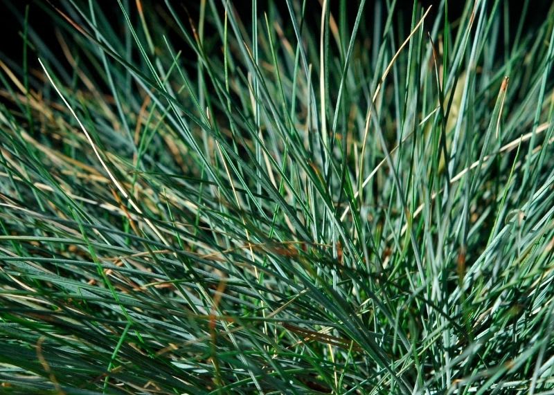 Blue fescue ornamental erosion control grass