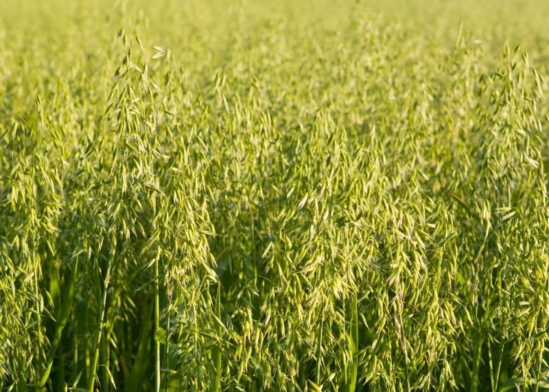 Oats for erosion control ground cover