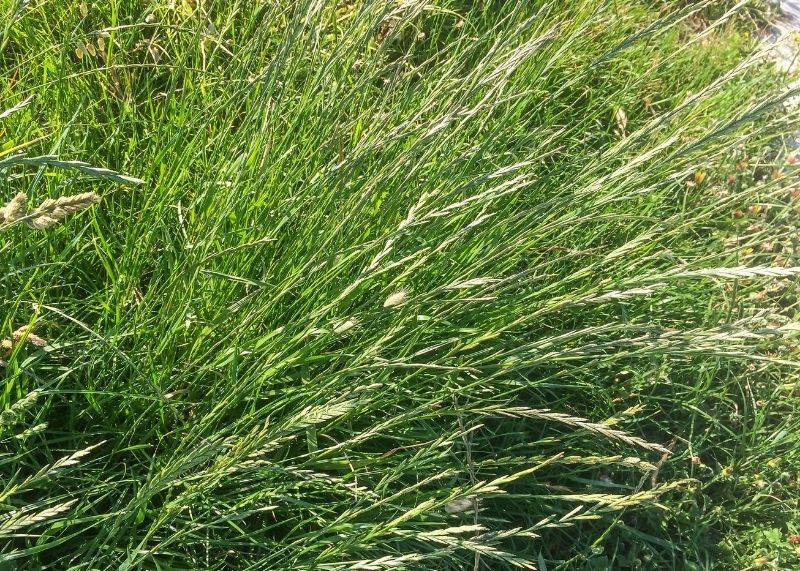 Perennial ryegrass for erosion prevention