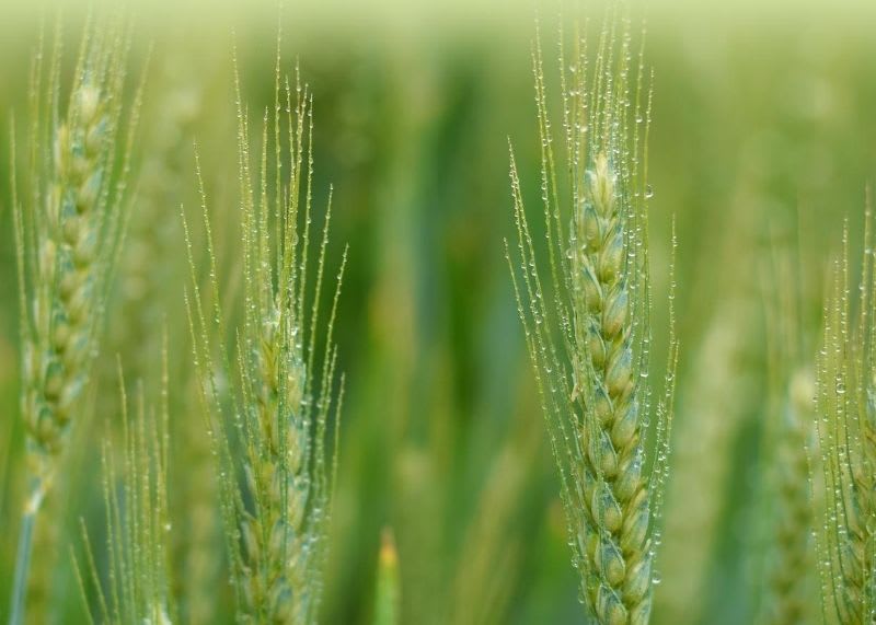 Rye grass for erosion control on slopes