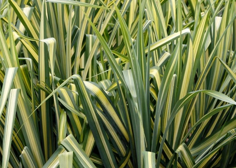 Sedge grass for erosion control