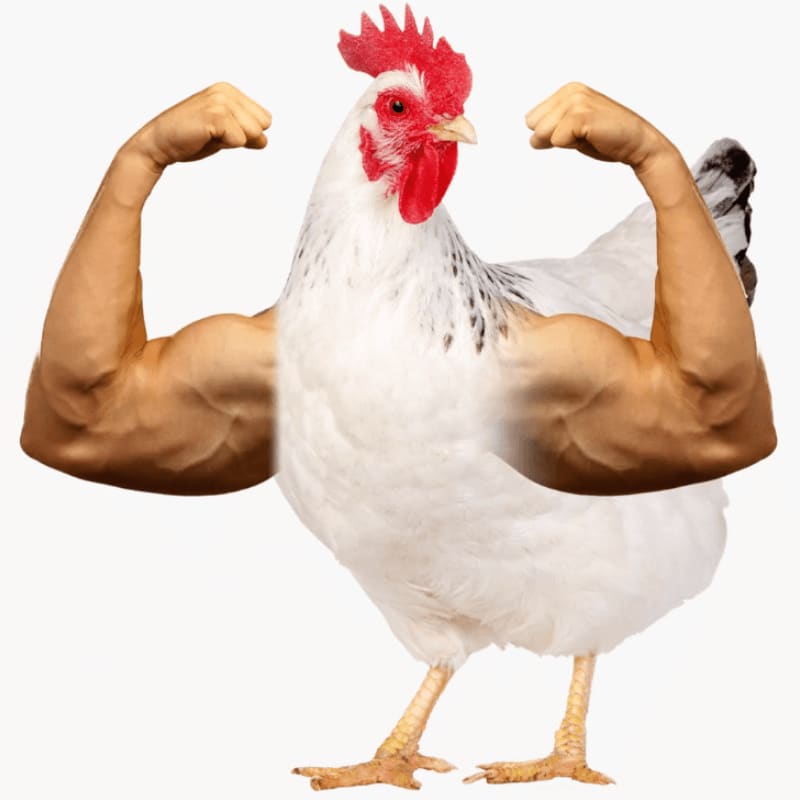 genetic selection in chickens