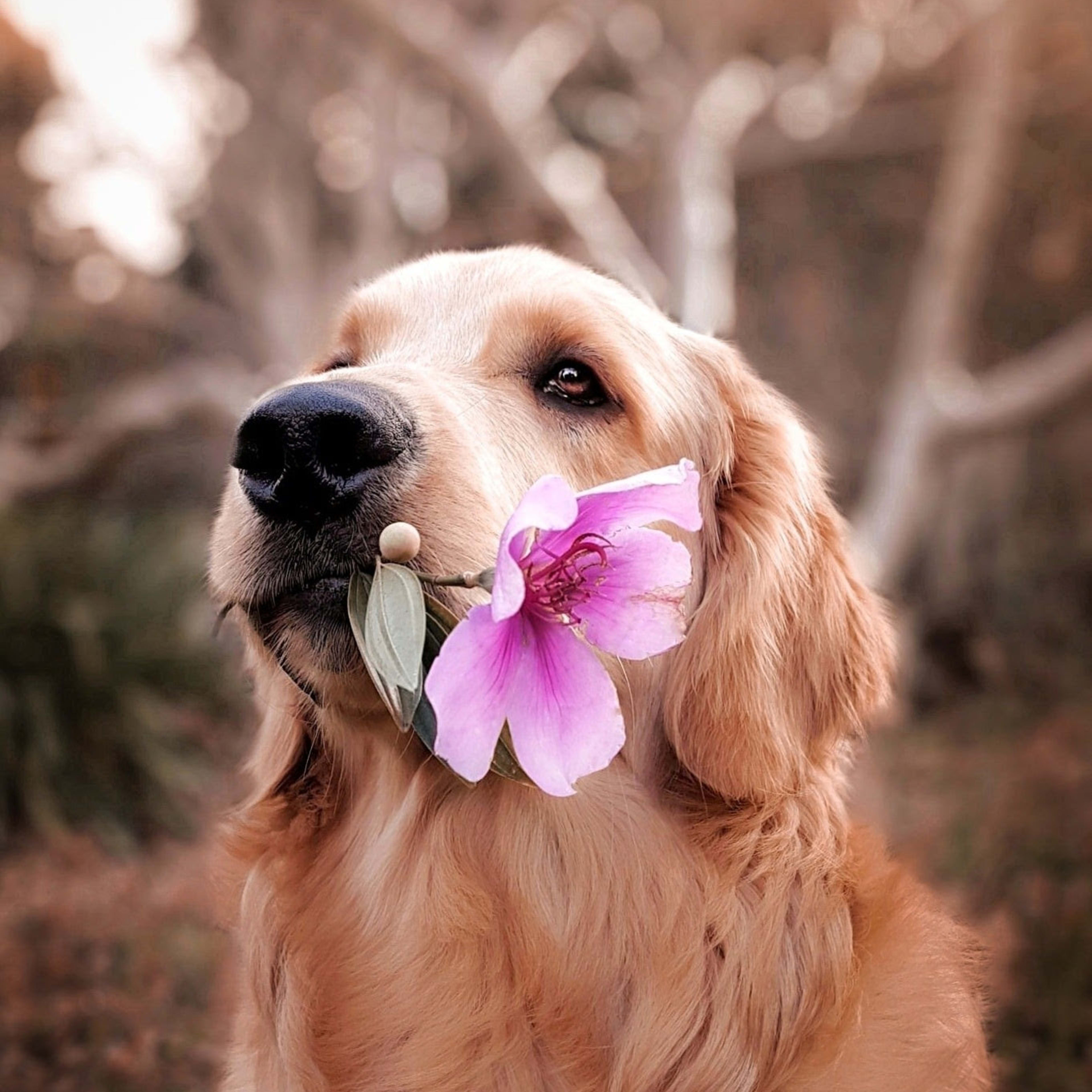 Dog with flower