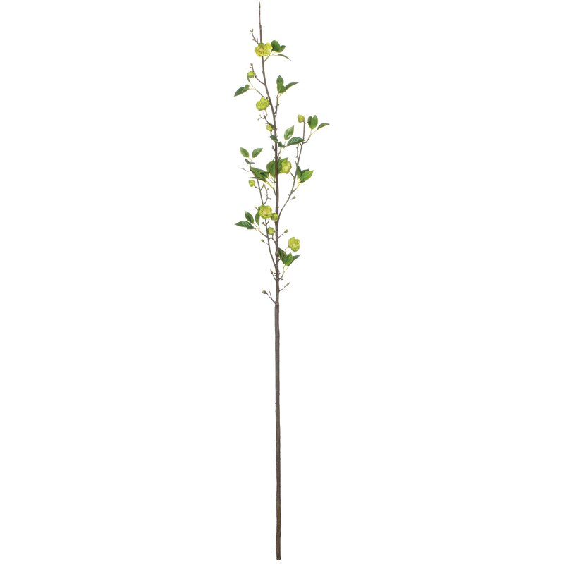 Chinese Flowering CrabApple Cherry Blossom Stem