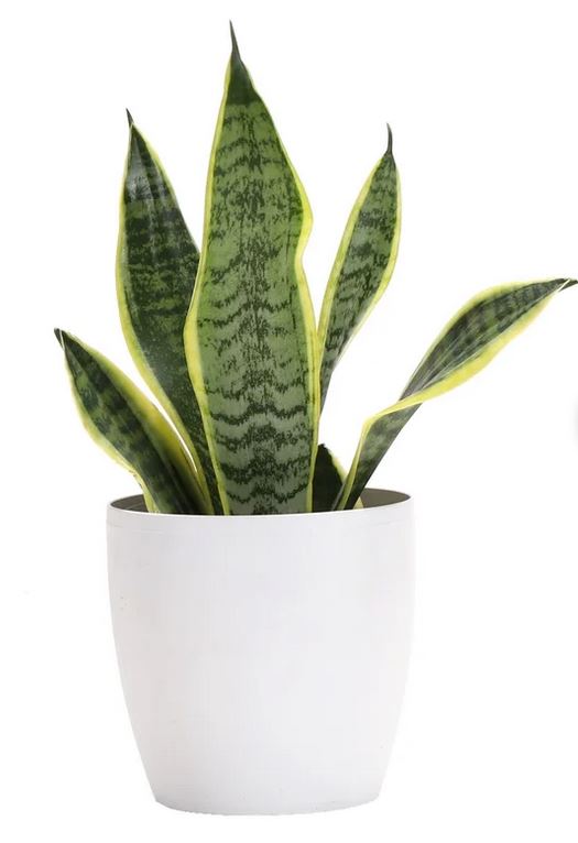 Live Snake Plant in Pot