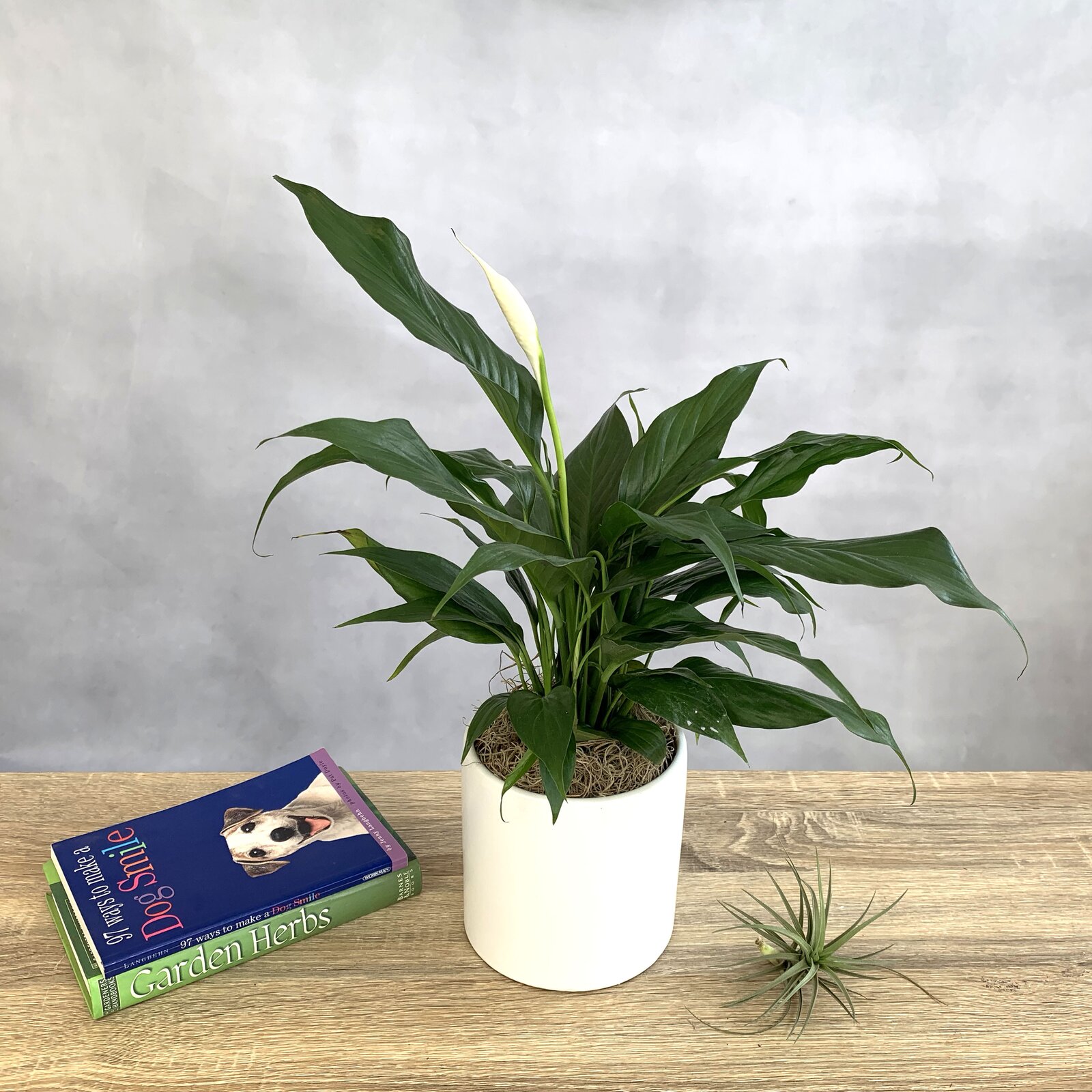 12 Live Flowering Plant in Pot