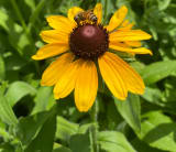 Around Pollinators
