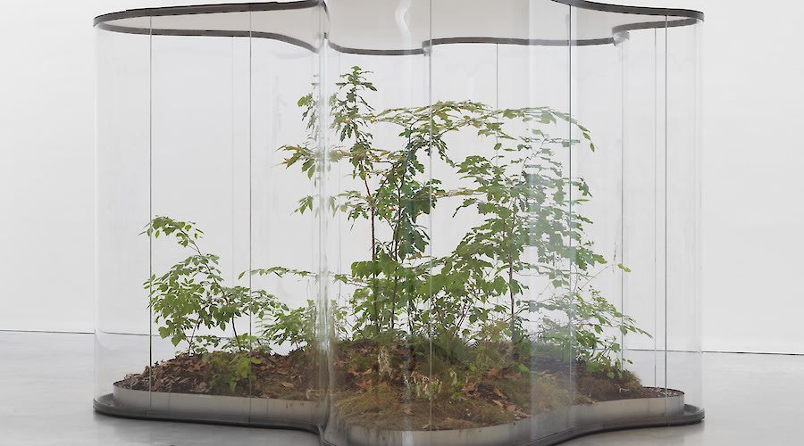 Daniel Steegmann Mangrané: A Transparent Leaf Instead Of The Mouth