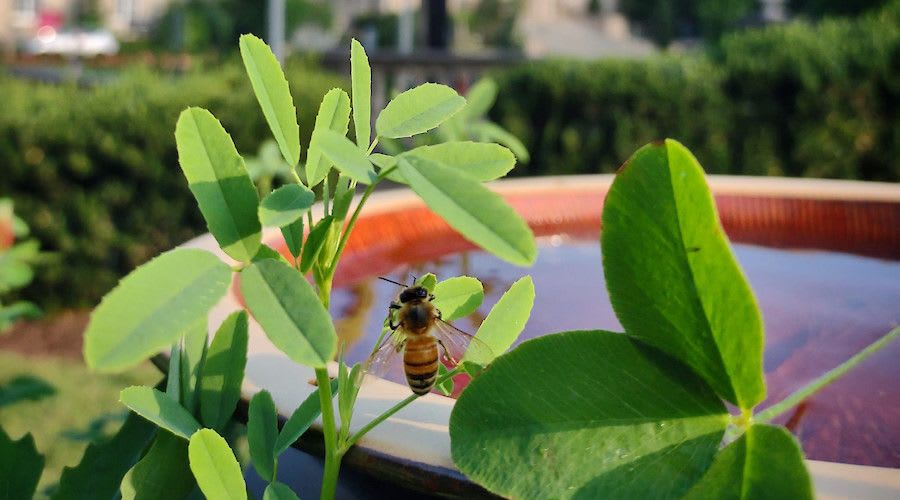 Kids Euro Fest: Around Pollinators kids tours