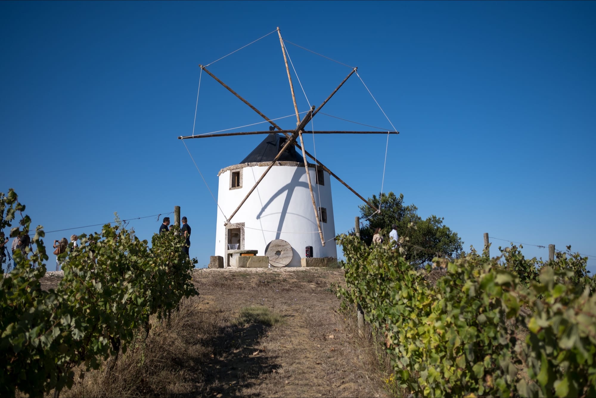 Lindeborg Wines