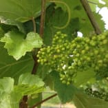 A young grape cluster and green leaves on a vine at CedarCreek Estate Winery in Kelowna.