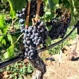 a bunch of grapes hanging from a vine in a vineyard with green leaves on the vine and dirt ground in the foreground