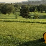 a couple of wooden signs sitting on top of a lush green field next to a lush green hillside covered in trees at Vernon Golf & Country Club in Vernon.