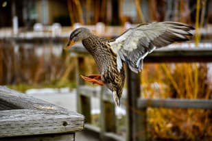A duck with outstretched wings is captured mid-flight above a wooden platform in Kelowna.