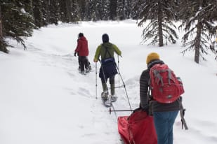 Three people snowshoeing through a snow-covered forest in Vernon while pulling a red sled.