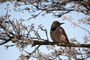 A bird with spotted plumage perched on a blossoming tree branch against a clear blue sky in BC.