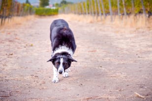 A black and white dog walking on a dirt path in Penticton with vineyards in the background.