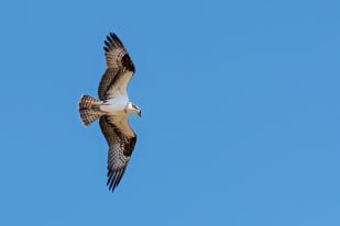 An osprey soars against a clear blue sky in Penticton.