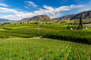 A picturesque view of lush vineyards and farmland in Osoyoos with rugged hills and a blue sky with wispy clouds in the background.
