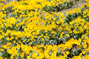 Bright yellow wildflowers in full bloom covering a field in Osoyoos.
