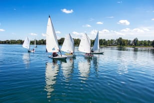 Several small sailboats with white sails are on a calm lake with clear blue skies and a shoreline with trees in the background.