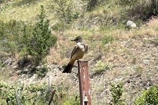 A small brown bird perched on a rusted metal post in a lush, hilly landscape on a summer day in Summerland.