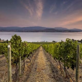 A picturesque view of CedarCreek Estate Winery with rows of lush grapevines leading towards Okanagan Lake under a beautiful sunset sky in Kelowna.