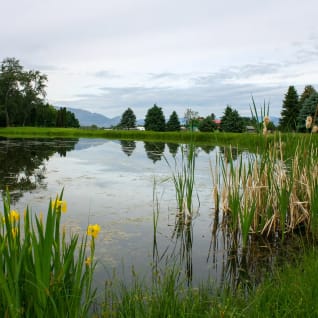 a pond surrounded by tall grass and yellow flowers in the foreground and a cloudy sky in the background