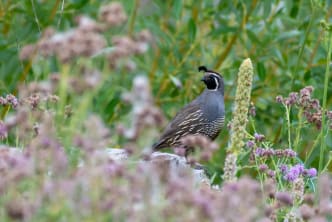 A quail standing amidst wildflowers and green foliage in Kelowna.