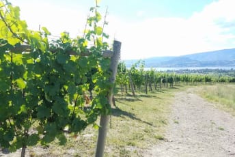 a vineyard with vines growing on it and a dirt road in the foreground with mountains in the distance