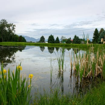 a pond surrounded by tall grass and yellow flowers in the foreground and a cloudy sky in the background