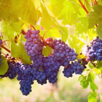 Bunches of purple grapes hanging from a vine bathed in warm sunlight in Vernon.