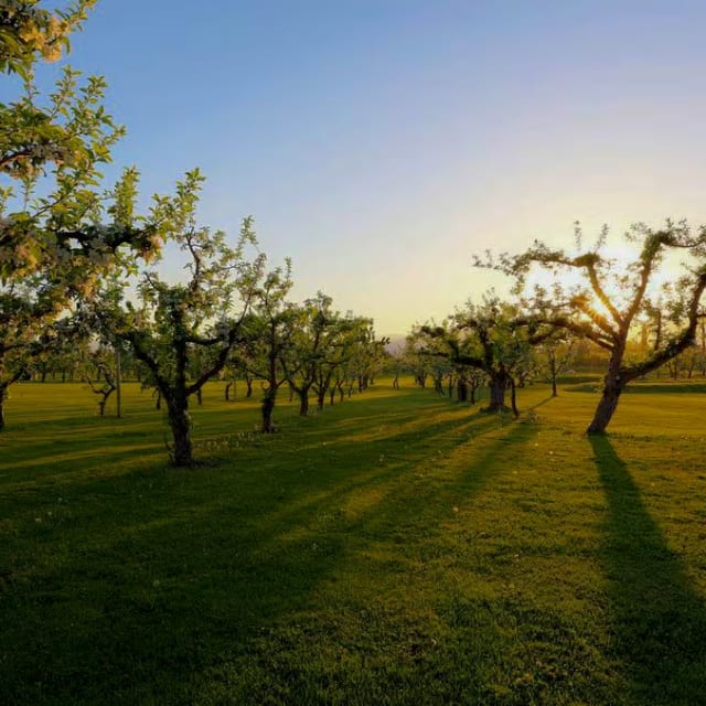 a grassy field with trees and buildings in the background at sunrise or sunset in the distance, with the sun shining through the trees