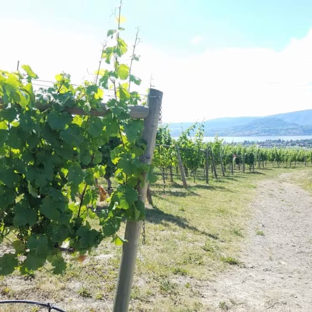 a vineyard with vines growing on it and a dirt road in the foreground with mountains in the distance