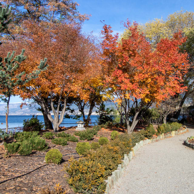 A scenic view of a garden path lined with bushes and trees with colorful autumn leaves, leading towards a sparkling lake in Penticton.