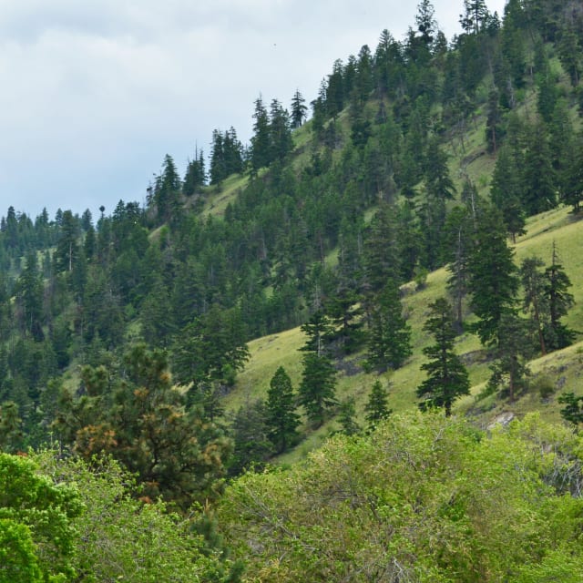 A hilly landscape in Okanagan Lake Park featuring a dense forest of evergreen trees under a cloudy sky.